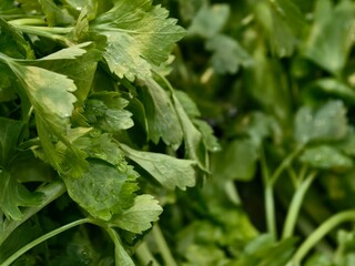 Fresh Green Herbs with Natural Dew Drops