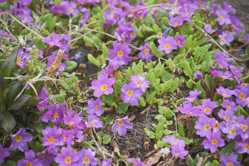 Pierwiosnek, pierwiosnka, prymulka, Primula L.