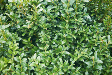 Bukszpan, gryszpan, Buxus L.