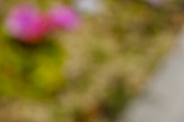 春の庭に咲くピンクの花（ぼかし）