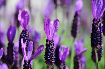 Fototapeta premium French Lavender flower heads in macro view. also called fringed lavender or Lavandula dentata. bushy perennial plant. soft background. used for fragrances and herbs. also medical ingredient.