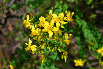 Close-up of Yellow St. John's Wort Flowers in Bloom wallpaper