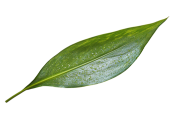 Single green leaf detail shot showing texture and subtle powdery mildew isolated on white background