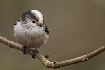 Long-tailed Tit on Branch