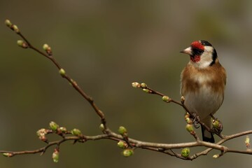 European goldfinch on a budding branch.