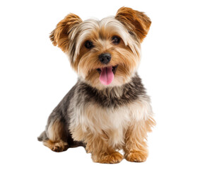 Yorkshire Terrier with playful expression, sitting happily with its tongue out, showcasing its fluffy fur and bright eyes. This adorable dog exudes charm and joy