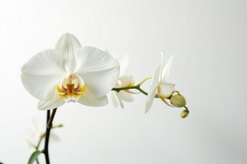 Obraz premium Delicate white orchid blossom against pure white backdrop, fragile, white
