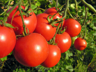  organically cultivated tomato plantation in the vegetable garden