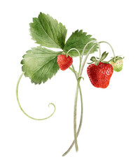 Branch Strawberry berry with fruits, greenery, runners. Watercolor illustration of Red, green berries on stem and leaves. Summer garden plant for package, cosmetic, card, agriculture, farming, poster