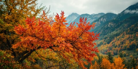 Autumn Shadberry Foliage, Natural Beauty