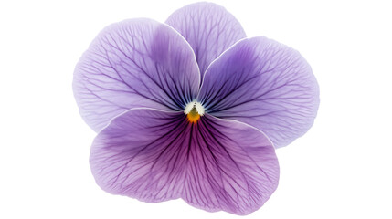 Beautiful purple flower with intricate petals.