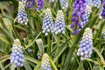 Close-up of Vibrant Blue and Purple Grape Hyacinth Flowers in the Garden