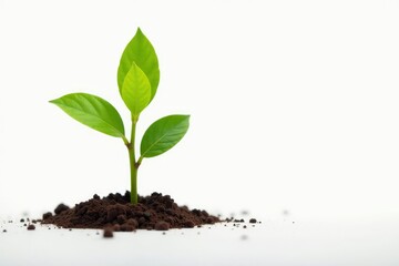Tiny tree sprout, isolated on bright white background, minimal, spring