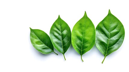 Obraz premium Collection of Vibrant Green Leaves on a White Background Invoking Freshness and Nature