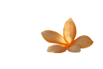 Serene peach plumeria blossom rests gently on soft fabric bathed in warm sunlight peaceful and