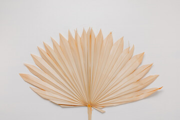 Aesthetic summer background with palm leaf on white wooden background. Dry palm leaf for product presentation or design, minimal style