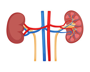 Human kidneys internal organ, vessels, arteries and veins. Anatomy of internal organ human kidneys. Vector illustration.