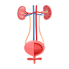 Kidneys and bladder. Anatomy of urinary system. Urinary system human internal organ. Vector illustration