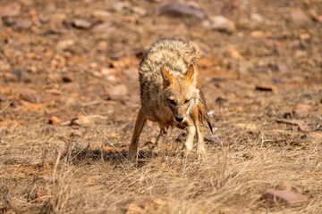 Wild indian golden jackal or Canis aureus indicus stress face expression head on trying to escape in summer season morning safari at ranthambore national park forest tiger reserve rajasthan india