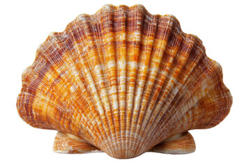 Fototapeta premium Stunning orange scallop shell detailed texture isolated on white background Ocean treasure