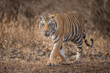 wild sub adult male bengal tiger or panthera tigris head on walking with eye contact at panna national park forest reserve madhya pradesh india during summer season morning safari