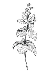 Hand drawn vector illustration of Oregano sprig. Linear drawing of Marjoram branch for cooking book or recipe design. Outline sketch of Basil for menu. Engraving of kitchen herb painted by black inks.