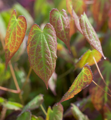 Beautiful close-up of a leaf of epimedium alpinum