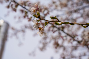 The bee flies near a flowering white flower.