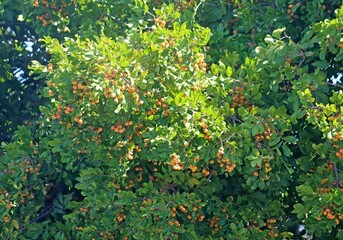 Fruit on a Carrotwood tree