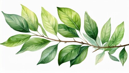 Hand painted watercolor botanical branch with green leaves, natural foliage clipart floral