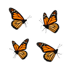 Naklejka premium Monarch_Butterflies_isolated_on_White_Background_illustration