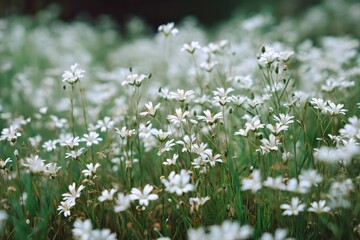 A field of delicate white wildflowers sway gently in the breeze, creating a serene and peaceful atmosphere.