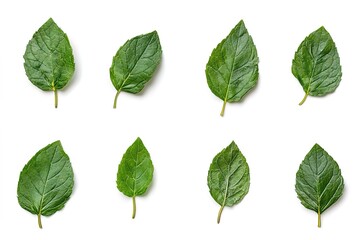 Naklejka premium Fresh Green Mint Leaves Pattern on White Background, Macro Shot of Natural Texture