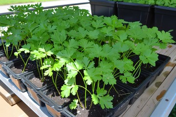 Lush green seedlings growing in pots on a wooden surface.