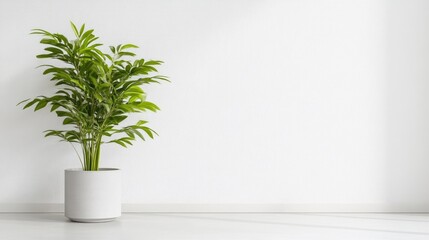 Minimalist plant in modern setting