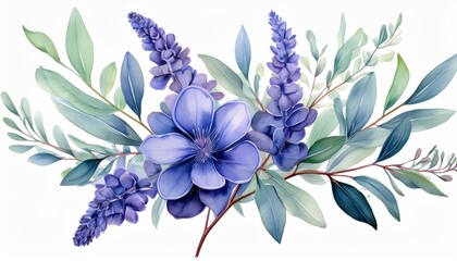 lavender flowers and blue leaves  eucalyptus on an isolated white background, clipart water
