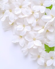 Fototapeta premium A cluster of delicate, pure white flowers with small green leaves, arranged on a white background, creating a soft, elegant composition