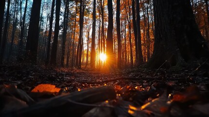Fototapeta premium Golden sunlight piercing through autumnal forest canopy.