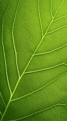 Obraz premium Close-up of a vibrant green leaf, showcasing intricate vein patterns and textures