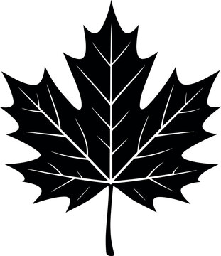 Maple Leaf vector black silhouette print design