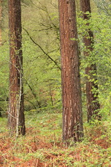 Guardians of the Forest in Ezcaray
