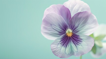 A beautiful close-up of a purple and white pansy flower in full bloom against a pale green background.