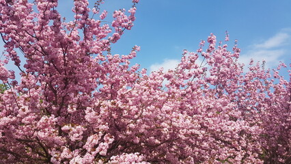 Cherry Blossom in Germany in Spring
