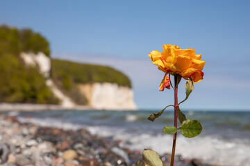 Single Yellow Rose on Baltic Sea Shore with Chalk Cliffs in Background – Symbol of Farewell and Remembrance