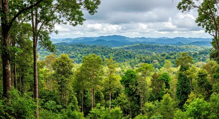 Obraz premium Tropical Forest Landscape Panorama Banner Background Lush Jungle Scene Nature Green Trees Foliage