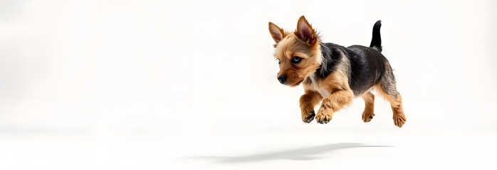 Yorkie Jumping Over Obstacle Energetic Yorkshire Terrier in Action