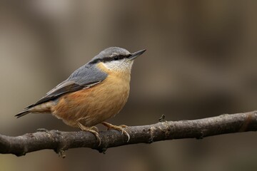 Nuthatch perched on a branch