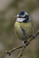 Obraz premium Blue tit perched on a branch