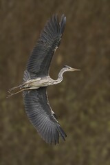 Majestic heron in flight