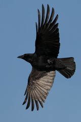 Crow in flight against blue sky